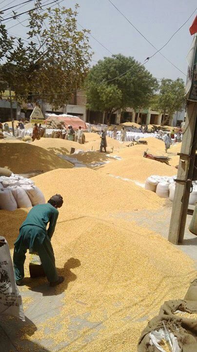 Rangla PUNJAB India | Agriland Akaal Sikh, Agriculture Drawing, Indian Farming, Rangla Punjab, Rice Farming, Punjabi Virsa, Punjabi Culture, State Of Decay, Punjab Pakistan