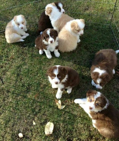 Border Collie And Cat, Border Collie Black And White, Collies Dog, Border Collie Black, Funny Pugs, Border Collie Puppy, Adoptable Beagle, Collie Puppies, Cattle Dogs