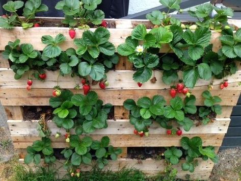 Pallet Planter: The Easiest Way to Grow Strawberries Strawberry Planter Pallet, Strawberry Planter Ideas, Planter Pallet, Gardening Strawberries, Potager Palettes, Garden Strawberries, Garden Strawberry, Kebun Herbal, Strawberry Planter