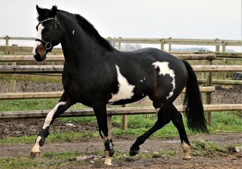 Thoroughbred Horse Black, Thoroughbred Stallion, Paint Horses, Horse Coats, Horse Colors, Dream Horse, Thoroughbred Horse, Beautiful Horse, Sport Horse