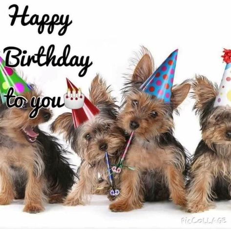 Happy Birthday Yorkie, Happy Birthday Emoji, Happy Birthday Animals, Happy 12th Birthday, Happy Birthday Dog, Birthday Greetings Friend, Happy Birthday Art, Happy Birthday Greetings Friends, Happy Birthday Wishes Quotes