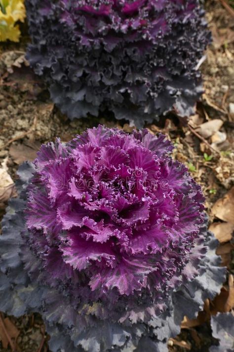 Flowering Kale, Kale Plant, Cabbage Flowers, Ornamental Kale, Ornamental Cabbage, Native Plant Gardening, Night Sky Photography, Winter Street, Plant Information