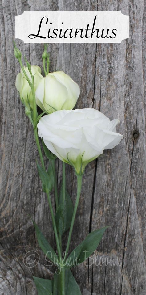 White Lisianthus Liziantusz Flower, Flower Aesthetic White, White Flower Aesthetic, Lisianthus Eustoma, White Flowers Aesthetic, White Flower Arrangement, White Lisianthus, Church Wedding Flowers, Beach Wedding Flowers