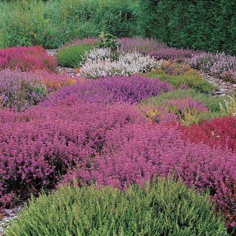 Evergreen Landscaping, Garden Shapes, Container Garden Recipes, Cecily Mary Barker, Heather Gardens, Calluna Vulgaris, White Flower Garden, Urban Gardening Ideas, Long Garden