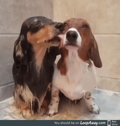 Dachshund Love, Sweet Dogs, Cute Animal Videos, Sweet Animals, Dog Gifs, 귀여운 동물, Jack Russell, Cute Funny Animals, Animals Friends