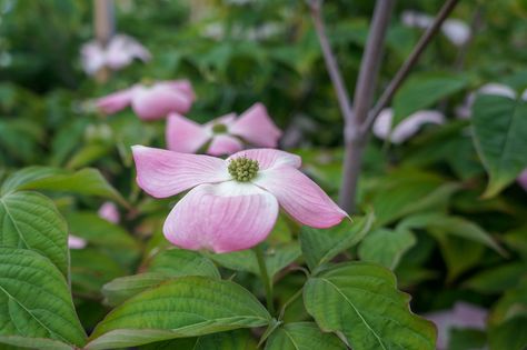 A dazzling display of vibrant foliage, robust spring color and dynamic form are just a few of the features that make Dogwood trees exceptional for landscaping. Pink Dogwood Tree, Dogwood Tree, Landscaping Trees, Pink Dogwood, Dogwood Trees, Specimen Trees, Dogwood Flowers, Red Fall, Vase Shapes