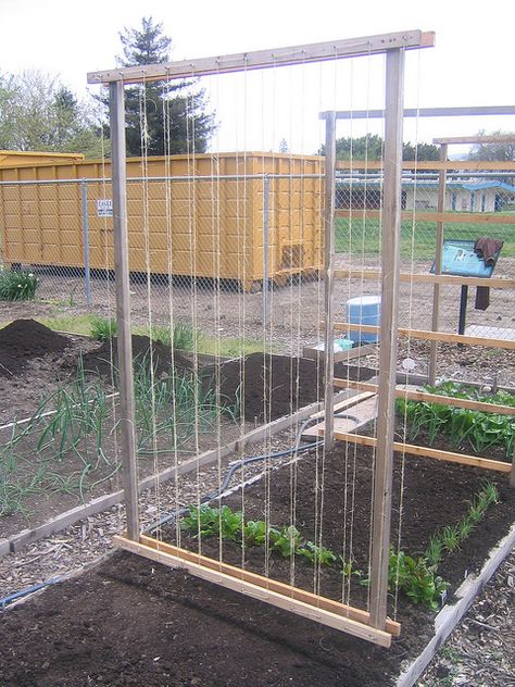 Bean Trellis - like this one! Planting Beans, Bean Trellis, Garden Plot, Trellis Ideas, Garden Kneeler, Garden Plots, Garden Vines, Garden Veggies, Veg Garden