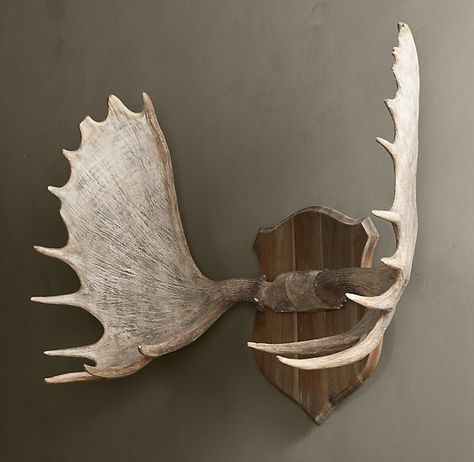 Moose Antlers in Cast Resin Moose Antler Mount, Moose Head Decor, Antler Mounts, Deer Mount Ideas, Trophy Wall, Antler Ideas, Antler Mount, Antlers Decor, Chalet Chic