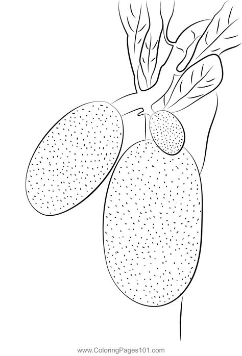 Artocarpus Heterophyllus Jackfruit Coloring Page Jackfruit Drawing, Rose Outline Drawing, Jackfruit Tree, Outline Pictures, Rose Outline, Tree Outline, Fruits Drawing, Outline Drawing, Outline Drawings