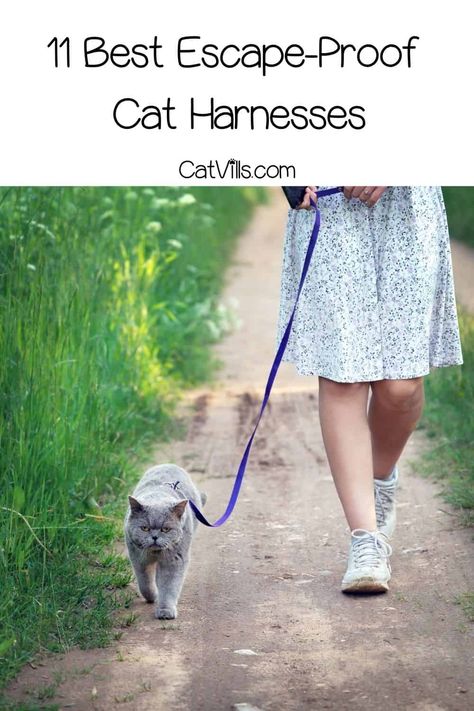 Looking for the BEST ESCAPE PROOF CAT HARNESS to walk around your kitty? I've listed down 11 excellent options that will give them a fun experience. Read on! Cat Leash And Harness Diy, Harness For Cats, Best Cat Harness, Training A Kitten, Kitten Training, Kitten Harness, Baby Harness, Adventure Cat, Cat Body