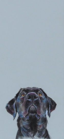 Dog Portraits Art, British Wildlife, Animals Artwork, Black Labrador, Limited Edition Art Print, Portraits From Photos, Dog Paintings, Cat Portraits, Pet Lover