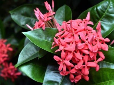 Ixora Plant, Azalea Care, Azaleas Care, Azalea Shrub, Florida Plants, Landscape Plants, Shade Perennials, Garden Help, Leaf Texture