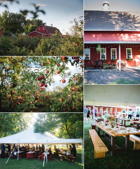 Deer Lake Orchard Wedding Photos – Summer Celebration at the Apple Orchard and Farm.  #Mnweddingphotographer #outdoorweddingvenuesmn Apple Orchard Wedding Ceremony, Orchard Wedding Ceremony, Apple Orchard Wedding, Wedding Planning Boards, Apple Wedding, Fall Wedding Tables, Tying Knots, Orchard Wedding, Planning Board