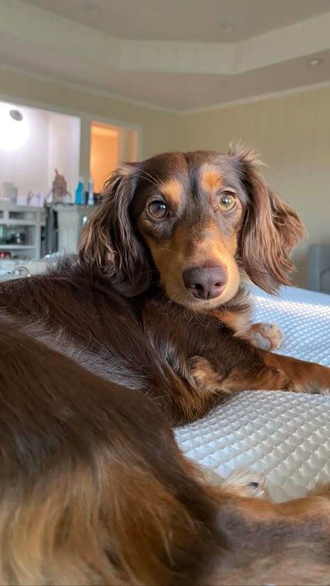 Dashound Aesthetic, Long Haired Weiner Dogs, Mini Long Haired Dachshund, Dog Drawing Reference, Funny Dog Quotes, Dog Videos Funny, Big Dogs Breeds, Biggest Dog In The World, Dachshund Puppy Long Haired