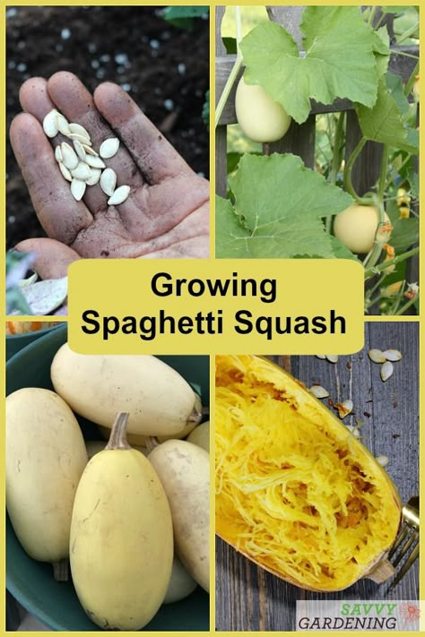 Learn how to grow spaghetti squash from seed to harvest. With tips on planting, fertilizing, watering, trellising, and harvesting. #gardening #foodgardening Growing Squash From Seed, Harvesting Spaghetti Squash, When To Harvest Spaghetti Squash, How To Grow Spaghetti Squash, Spaghetti Squash Trellis, Planting Spaghetti Squash, Growing Squash In Containers, Planting Squash, Spaghetti Squash Plant