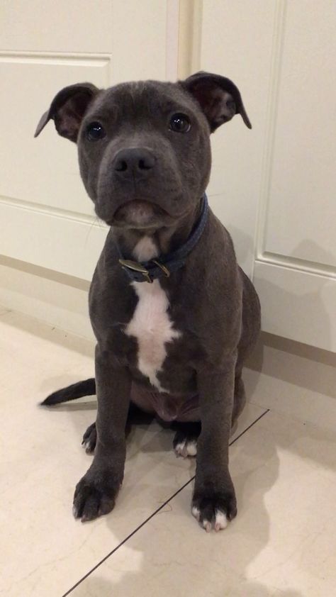 Cute Staffy Puppies, Grey Staffy Puppy, Blue Staffy Aesthetic, Cute Dogs To Get, Blue Staffordshire Bull Terrier, Grey Staffy, Staffies Dogs, Dogs Staffy, Blue English Staffy