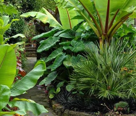 Planning a tropical garden | grndoordesign Tropical Garden Ideas, Small Tropical Gardens, Tropical Garden Design, Tropical Backyard, Front Yard Garden Design, Front Yard Garden, Garden Landscape Design, Tropical Landscaping, Exotic Plants