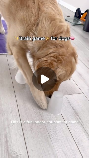 Mika | Golden Retriever on Instagram: "It only takes 5 seconds to set up!💡
Two biggest benefits from this game are building impulse control and encouraging calmness around food. Practicing stillness in itself can utilize lots of mental energy for dogs. Combined with sniffing, your dog will be ready for a good nap afterwards😴💜

If you are interested in more enrichment ideas, check out my free DIY enrichment ebook! Comment “Ebook” to get your free copy🫶

🏷️15MIKA15 to save @openfarmpet 

#enrichmentfordogs #dogenrichment #dogtips #dogtrainingtips #ditchthebowl" Dog Mental Stimulation Diy, Brain Games For Dogs, Impulse Control, Dog Enrichment, Mental Energy, Brain Games, Dog Training Tips, 5 Seconds, For Dogs