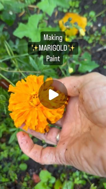 J o a n n e  G r e e n | I made the green paint by mixing marigold paint with a tiny amount of indigo extract. Marigolds are POWERHOUSES of pigment!  . . #reel #r... | Instagram Marigold Dye, Pnw Art, Science Chemistry, Art Science, Green Art, Green Paint, How To Dye Fabric, Natural Dyes, Dye