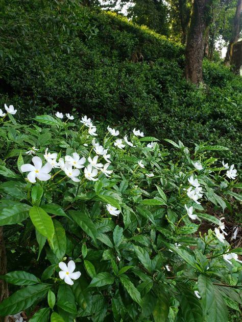 Tabernaemontana Divaricata, Ornamental Shrubs, Graduation Things, Pinwheel Flower, Art Of Flowers, Jasmine Plant, Green Revolution, Green World, Flower Picture