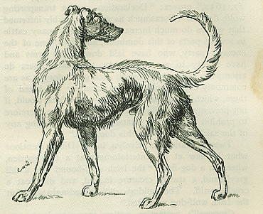 Irish Wolf-hound (1803) Irish Wolfhound Tattoo, Irish Wolfhound Drawing, Dog Engraving, Irish Wolf Hound, Hound Tattoo, Wolf Hound, Ancient Dogs, Irish Wolfhounds, Dog Motif