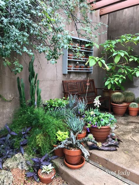 Lush Desert Garden, English Ancestry, Texas Landscaping, Wandering Jew, Rock Rose, Arizona Landscape, Desert Garden, English Cottage, Desert Landscaping