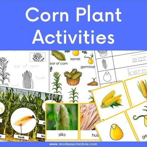 Corn Plant Life Cycle And Parts Of A Corn Plant – Free Printable - Montessori Nature Corn Life Cycle, Anatomy Printables, Honey Bee Life Cycle, Nature Printables, Cycle For Kids, Bee Life Cycle, Free Educational Printables, Plant Activities, Margaret Wise Brown