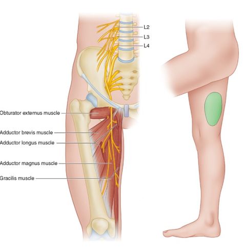 Obturator nerve (L2-L4) Obturator Nerve, Nerve Anatomy, Physician Assistant School, Physician Assistant, Spinal Cord, Body Anatomy, Medical Science, Anatomy And Physiology, Human Anatomy