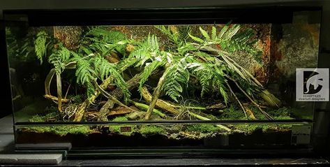 Custom Vivarium, Boa Enclosure, Red Eyed Crocodile Skink, Snake Habitat, Crocodile Skink, Brazilian Rainbow Boa, Tropical Terrariums, Snake Tank, Garter Snake