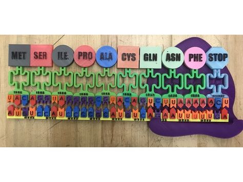 This activity was designed for standard, honors, or AP biology classes to model the process of translation. This activity picks up where Transcription leaves off. We will assume that RNA polymerase has already created the mRNA transcript and the mRNA has been processed (addition of the 5’ cap, polyA tail and removal of introns). The mRNA has moved into the cytoplasm of the cell. Translation is ready to occur. Translation is defined as the synthesis of a protein (polypeptide) using information Protein Synthesis Activity, Dna Transcription And Translation, Dna Transcription, Science Project Models, Rna Polymerase, Plane Crafts, Dna Project, Transcription And Translation, Biology Classroom