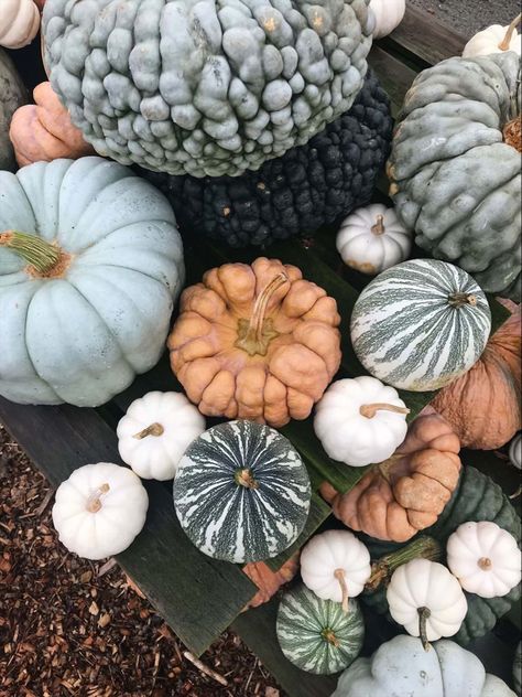 Fall Dining Room Table Decor, Summer Throw Blanket, Fall Dining Room Table, Fall Decorating Ideas, Pumpkin Display, Pumpkin Topiary, Herb Garden Design, Decorative Gourds, Seasonal Candles