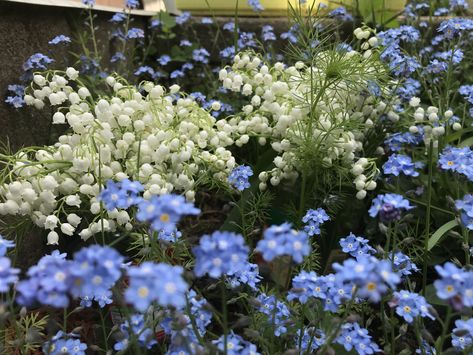 Lily Of The Valley And Forget Me Nots, Forget Me Nots, Laptop Wallpaper, Forget Me Not, Lily Of The Valley, The Valley, Lily, Laptop, Plants