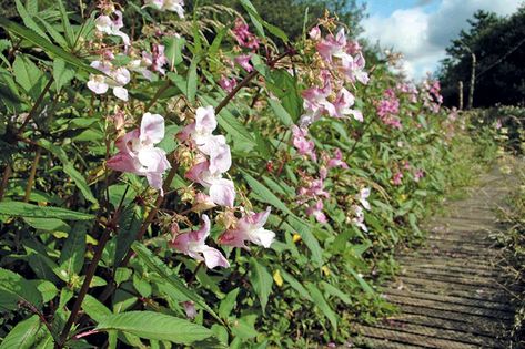 How to safely control Himalayan balsam and giant hogweed | HortWeek Himalayan Balsam, Giant Hogweed, Marketing Trends, Himalayan, Horticulture, Garden Ideas, Plants