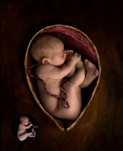 Newborn Womb Positions. The fundamental differences between pre and post birth for Photographers. Baby In Womb, Birth Art, Baby Live, Baby Inside, Do Baby, Foto Baby, Natural Birth, Inside And Outside, Baby Needs