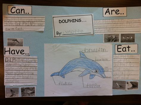 Kindergarten research project on dolphins... Dolphin Project, Ocean Unit, Kindergarten Rocks, Primary Science, Nonfiction Writing, Elementary Library, Research Writing, Inquiry Based Learning, Social Studies Activities