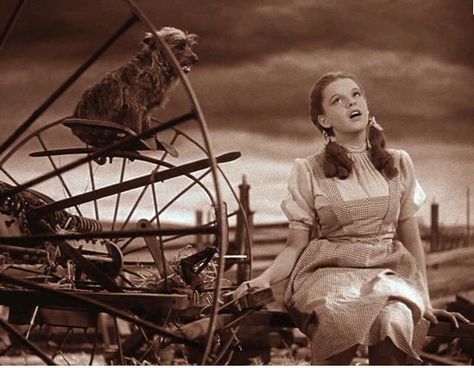 Wizard Of Oz Characters, Wizard Of Oz 1939, Land Of Oz, The Wonderful Wizard Of Oz, Fantasy Films, Dump A Day, The Wizard Of Oz, Movie Themes, Judy Garland