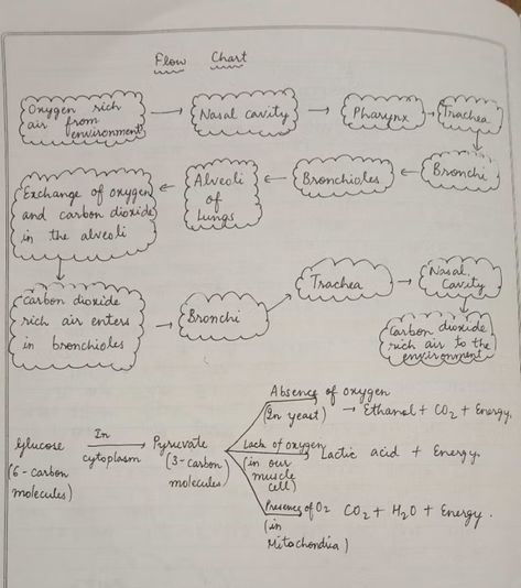 Explain respiration system in human being in flow chart? - EduRev Class 10 Question Respiration In Humans, Biology Flashcards, Human Respiratory System, In Flow, Study Flashcards, Study Group, Biology Notes, Study Material, Computer Embroidery