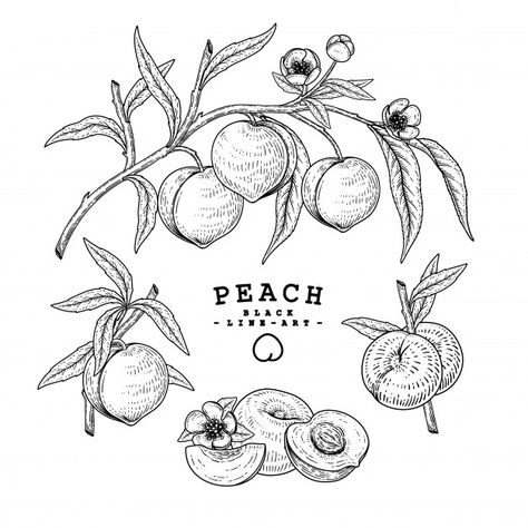 Peach Branch Drawing, Peach Branch Tattoo, Peaches Drawing, Nectarine Tattoo, Peach Sketch, Simple Peach Tattoo, Peaches Tattoo, Fruit Sketches, Peach Tree Tattoo