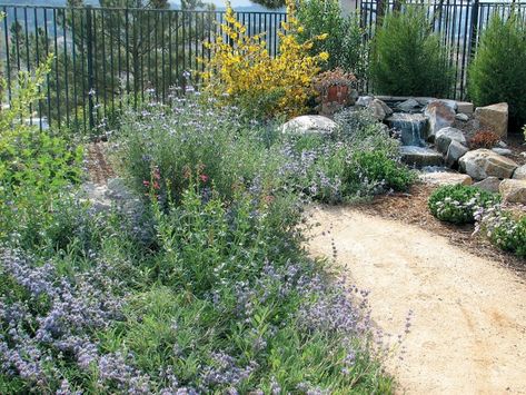 San Diego Native Plants Landscape Design, Hacienda Garden, Ceanothus Thyrsiflorus, California Native Landscape, California Landscaping, Native Landscaping, Native Plant Landscape, California Native Garden, Native Gardens