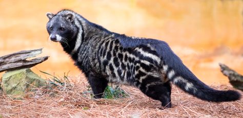 African Civet, Asian Palm Civet, Palm Civet, Interesting Animals, Unusual Animals, Pretty Animals, Wild Dogs, Silly Animals, Weird Animals