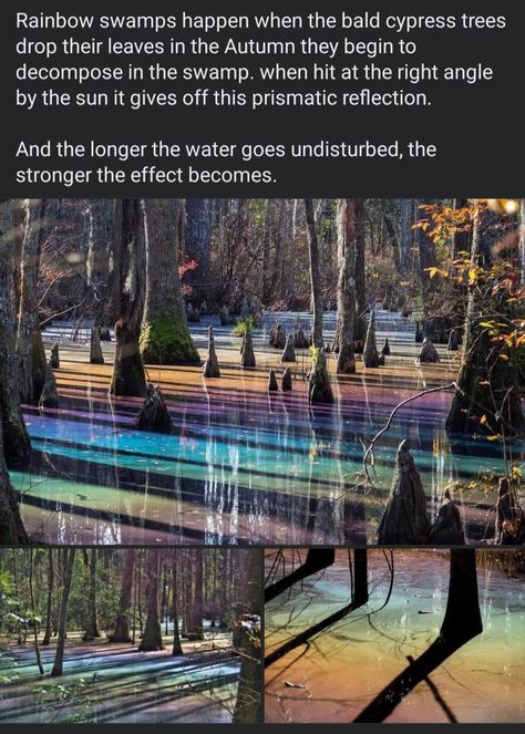 Things That Look Like Other Things, Nature Facts, About Rainbow, Bald Cypress, Strange Places, Fun Places To Go, Cypress Trees, Elements Of Nature, Dream Travel Destinations