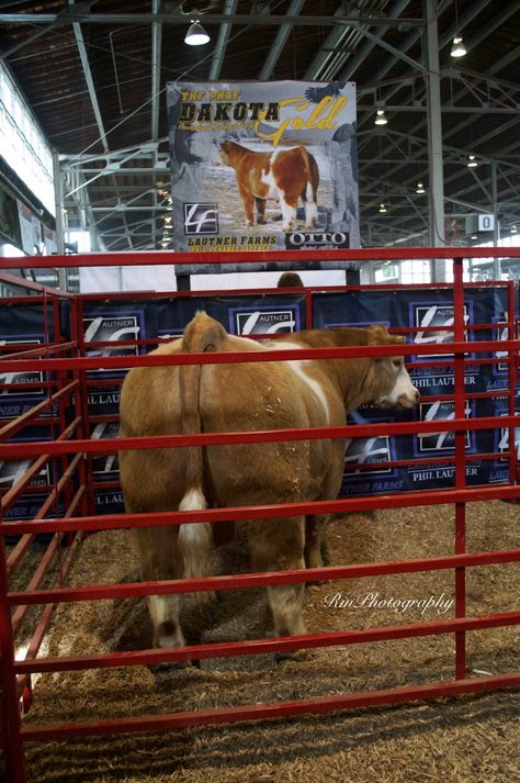 RmPhotography Dakota Gold at the 2016 Iowa Beef Expo 4h Livestock, Show Cattle Barn, Club Calf, Livestock Photography, Livestock Quotes, Livestock Showing, Roping Dummy, Show Cows, Cattle Barn