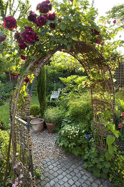 Cobaea Scandens, Garden Climbers, Castle Cottage, Light Butterfly, Summer Gardens, Miscanthus Sinensis, Lots Of Plants, Gabion Wall, Garden Vines