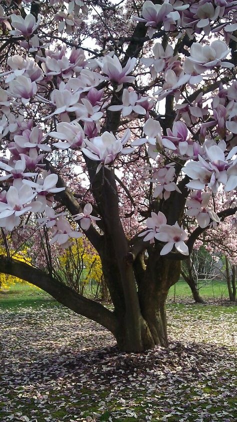 Magnolio #AmyVillarreal http://cincuentopia.com Magnolia Soulangeana, Magnolia Tree, Magnolia Trees, Unique Trees, Have Inspiration, Garden Trees, Bougainvillea, Mark Twain, Flowering Trees