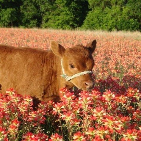 this photo just makes me happy Cows Dressed Up, Fluffy Cows, Baby Cows, Pretty Animals, Fluffy Animals, Cute Animal Photos, Cute Cows, Cute Creatures