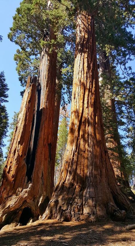 Red Wood Tree, Sequoia Forest, Lightning Images, Redwood Trees, Sycamore Tree, Giant Tree, Redwood Tree, Square Foot Gardening, Sequoia National Park