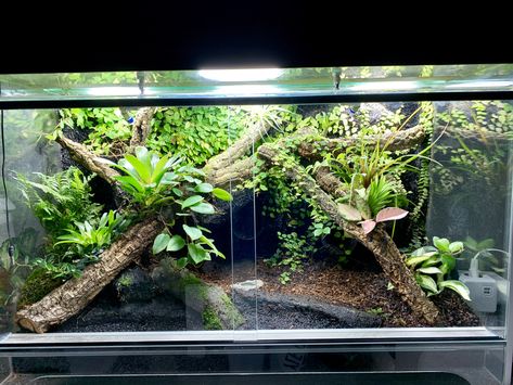 Bioactive Snake Terrarium, Emperor Scorpion Terrarium, Snake Terrarium Decor, Asian Forest Scorpion Enclosure, Reptile Paludarium, Scorpion Terrarium, Snake Terrarium Ideas Ball Python, Snake Terrarium Ideas, Reptile Terrarium Ideas