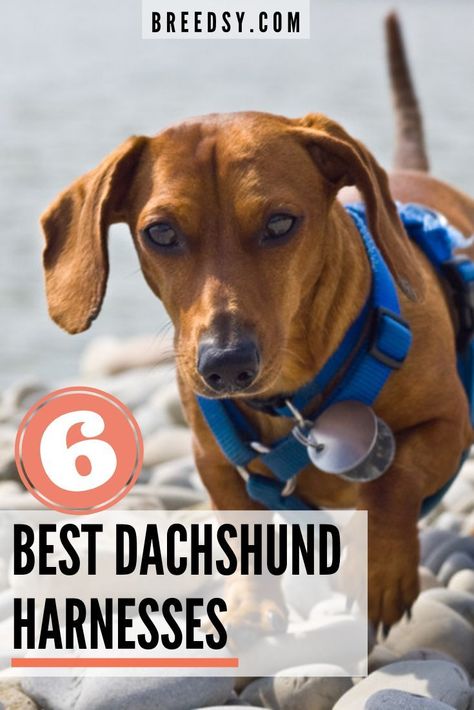 Carlotta takes an in-depth look into the 6 Best Harnesses for Dachshunds. She looks at the different types of harnesses and what to look for in a Good Dachshund Harness. #dogs #dachshund Dachshund Harness, Dachshund Accessories, Dachshund Facts, Dachshund Puppy Funny, Blue Dachshund, Dachshund Puppy Training, Dachshund Puppy Long Haired, Dachshund Training, Dachshund Quotes