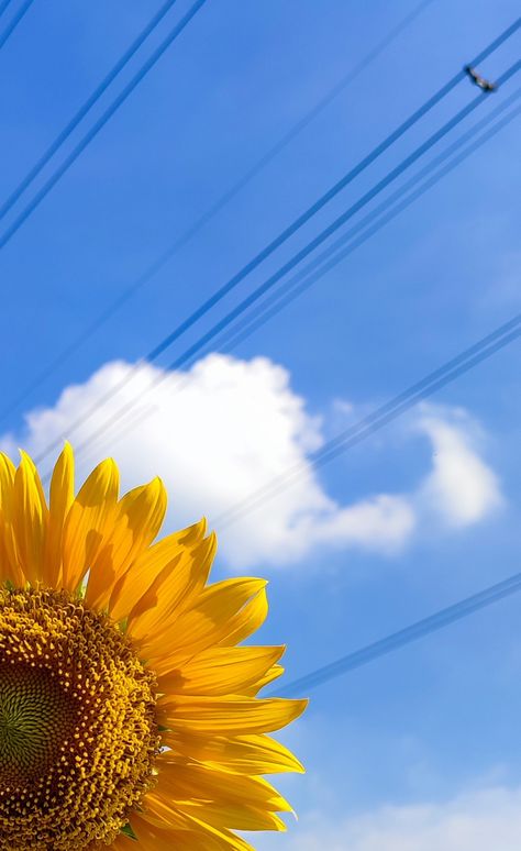 Sunflower Landscape, Yellow Sky, Sky Blue, Blue Sky, Dandelion, Vision Board, Sunflower, Yellow, Plants