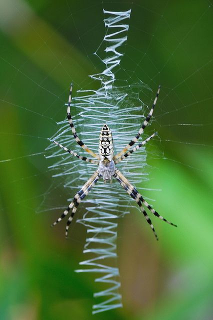 Writing Spider - Black & Yellow Argiope (Argiope Aurantia) Orb Spider, Arachnids Spiders, Spider Species, Spider Costume, Cnidaria, Spider Art, Beautiful Bugs, Creepy Crawlies, Airbrush Art